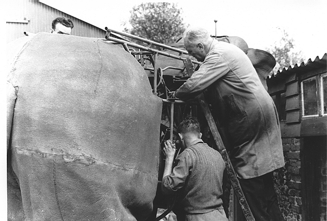 Frank Stuart inspecting elephant