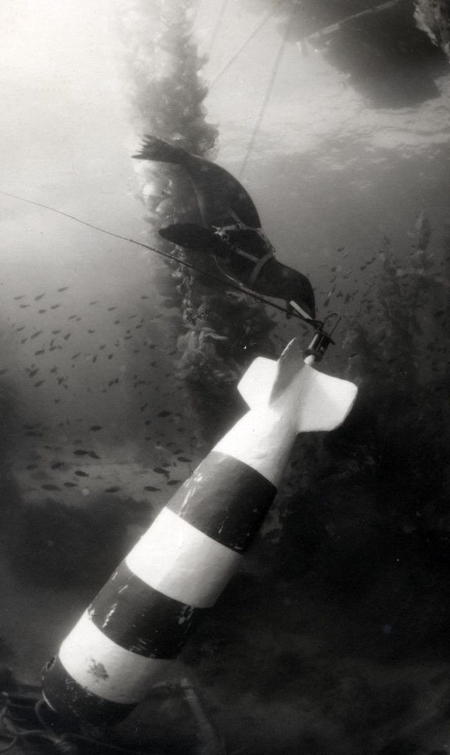 MK_5_sea-lions-sofrep-551x923-x640