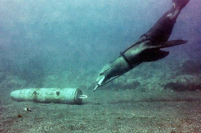 us-navy-sea-lion-training-underwater-us-navy-x640